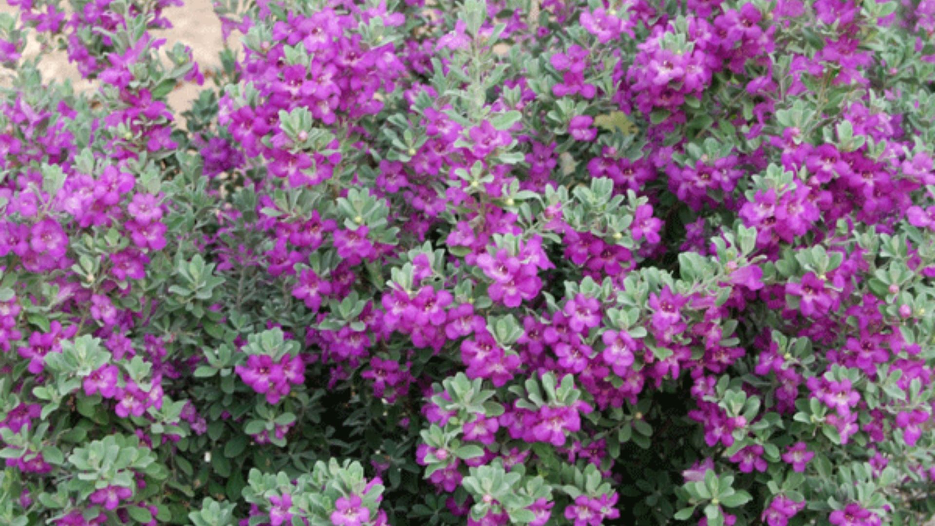 Ý Nghĩa Phong Thủy Của Cây Tuyết Sơn Phi Hồng